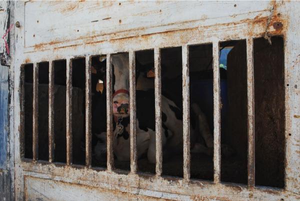 cow behind bars of a metal gate