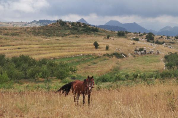 horse in the lebanese mountains