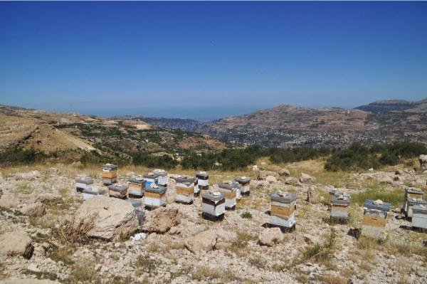 Beehives in qadisha valley in lebanon