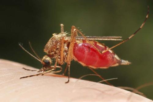 ανωφελές κουνούπι που τσιμπάει άνθρωπο και μεταδίδει ελονοσία, μαλάρια είναι το πιο επικίνδυνο ζώο στην Αφρική