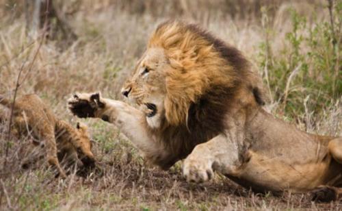 αφρικανικό λιοντάρι επικίνδυνο για ανθρώπους