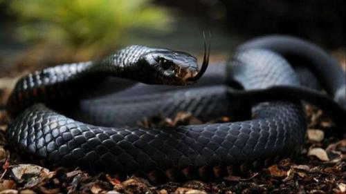 μαύρο μάμπα πιο δηλητηριώδες φίδι της αφρικής