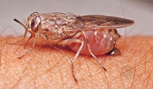 μύγα τσετσέ τρέφεται σε ανθρώπινο δέρμα και προκαλεί θανάτους ανθρώπων στην Αφρική μέσω τρυπανοσωμίασης