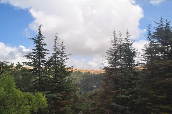 tannourine cedars lebanon mountains trail
