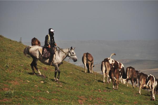 ιππεύων βοσκός με κοπάδι αγελάδων στα όρη γεκγκάμ της αρμενίας