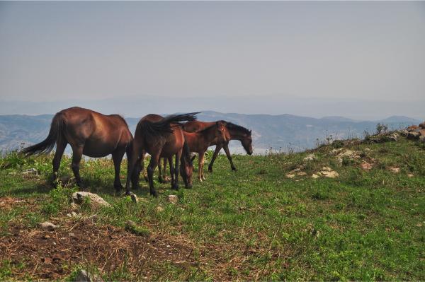 Ημιάγρια άλογα στα βουνά της αρμενίας