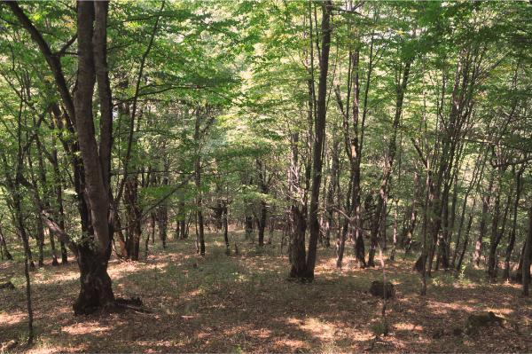 ο δρυμός του σικαχόγκ, ένα από τα ελάχιστα εναπομέναντα δάση στην αρμενία