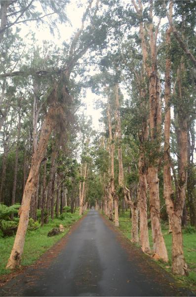 The road to Alexandra Falls in mauritius