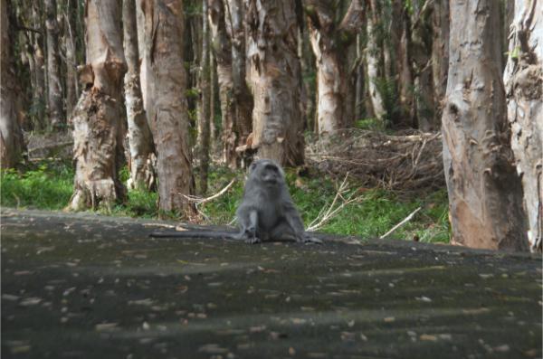 monkey in mauritius