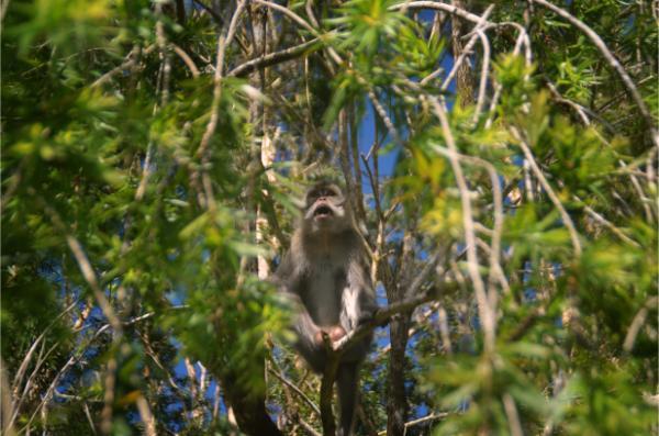 Macaque monkey on a tree near alexandra falls, mauritius