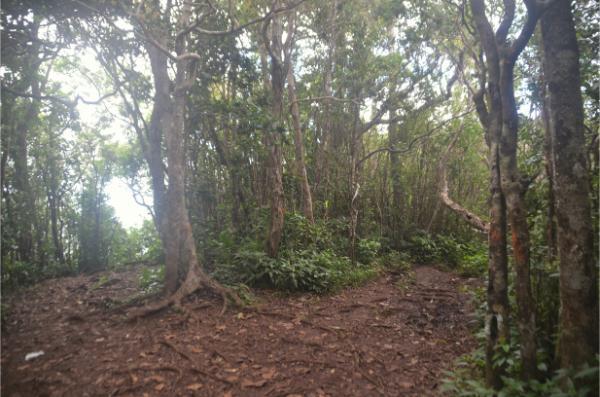 Piton Saint Denis peak, black river gorges national park