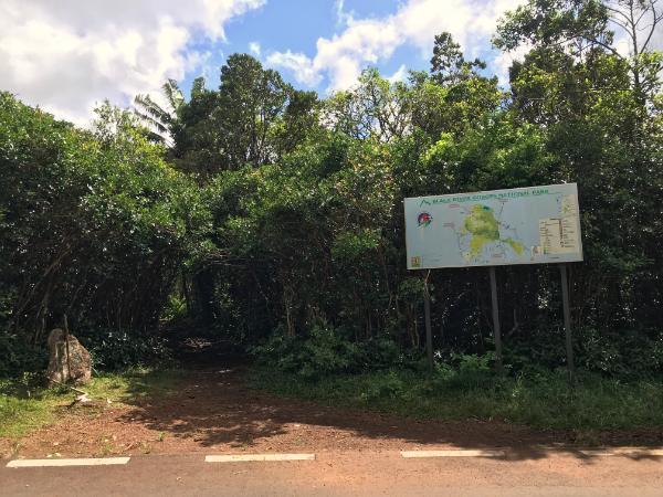 Southeastern trailhead to black river peak in mauritius