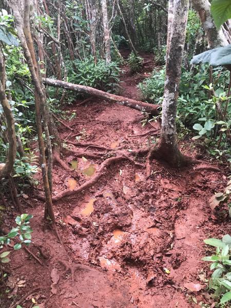 Muddy trail to black Piton de la Petite Rivière Noire in mauritius