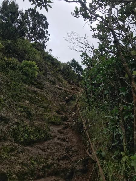 steep slope climbing to black river peak, highest mountain in mauritius