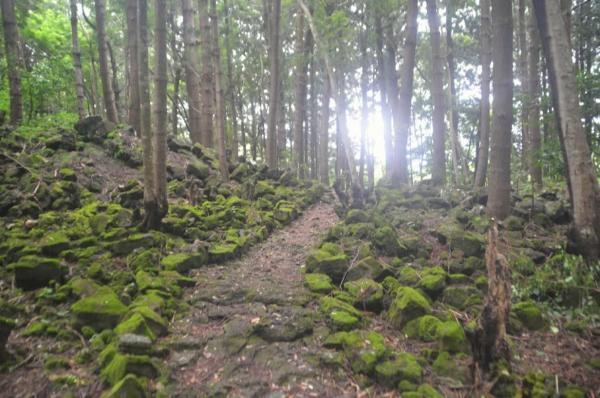 charming psychedelic primary forest in mauritius