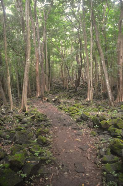 Bras d’Eau National Park hiking trail