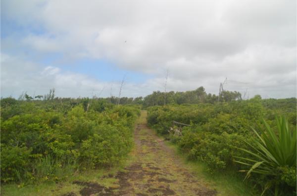 path to Mare Sercelle lake in mauritius