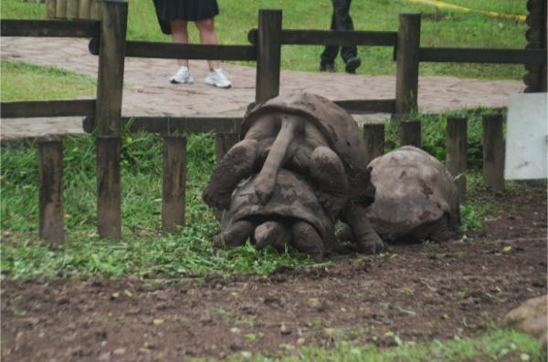 giant tortoises having sex in mauritius