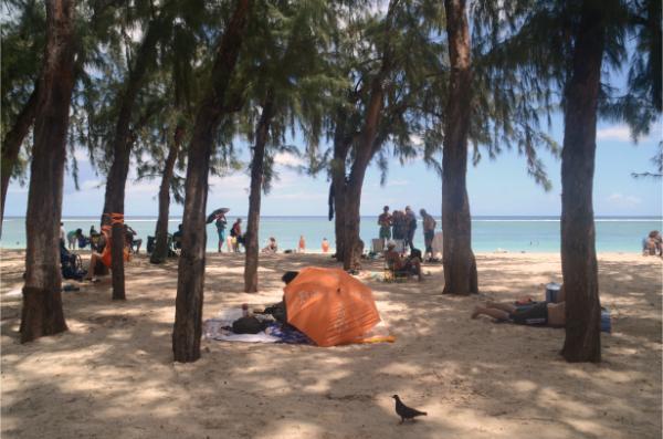 orange parasol in casuarina grove at flic en flac beach in mauritius