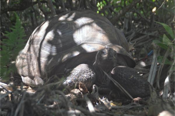 Giant tortoise on Île aux Aigrettes