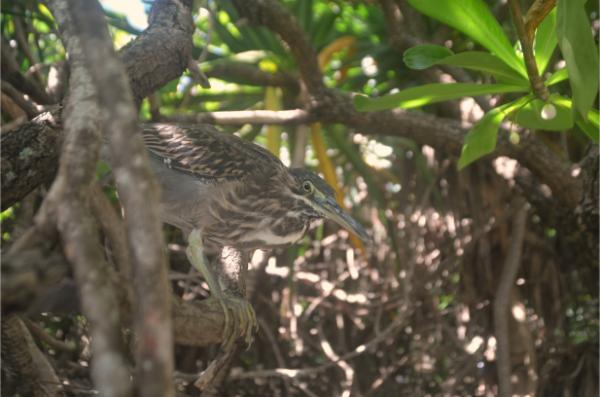 Sociable striated heron