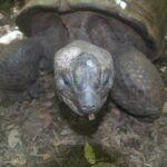 giant tortoise on eco tour of ile aux aigrettes island