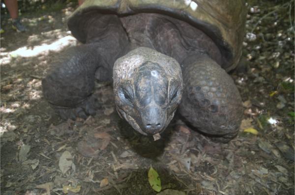 giant Tortoise face close-up photograph 