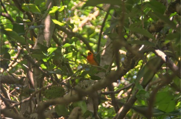 Vibrant red Madagascar fody bird on on ile aux aigrettes island, mauritius