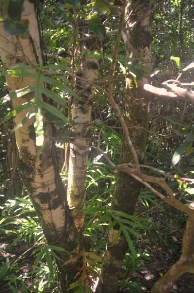 Rare ebony tree endemic to ile aux aigrettes island, mauritius