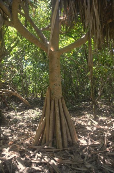 Pandanus tree on ile aux aigrettes island, mauritius