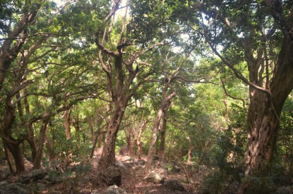 forest hiking trail to le morne brabant mountain in mauritius