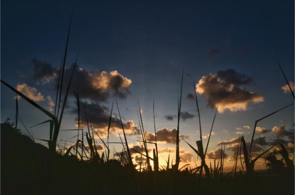 dawn in a sugarcane field in mauritius