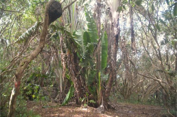 forest on the lion mountain, mauritius