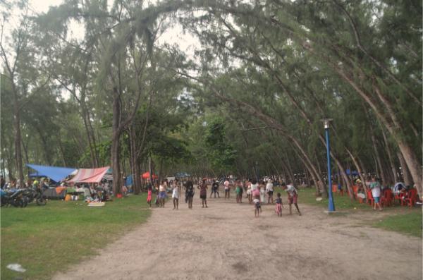 Crowded casuarina grove at mont choisy beach