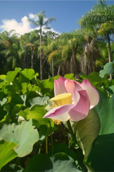 red lotus flower pond in mauritius botanic garden