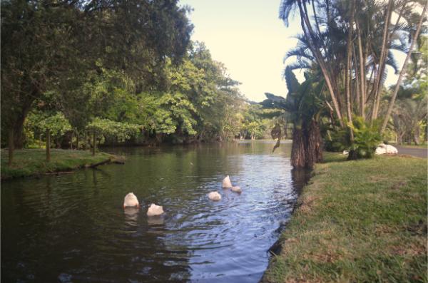 The big pond with swimming ducks in botanic garden in mauritius