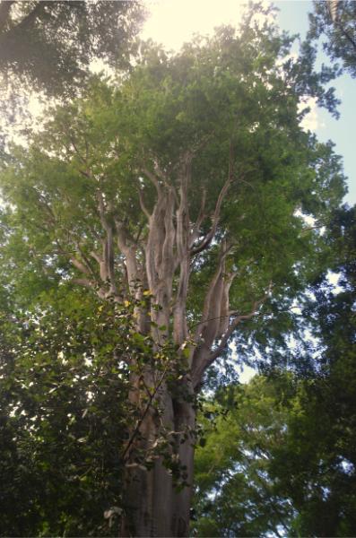 enormous tree in Sir Seewoosagur Ramgoolam Botanic Garden, mauritius