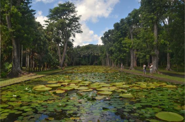 Victoria amazonica giant lily pad pond in Sir Seewoosagur Ramgoolam Botanic Garden