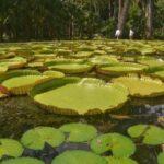 giant lillies pond in the botanical garden of mauritius