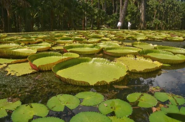 giant lillies pond in the botanical garden of mauritius