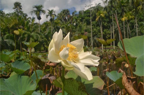 White lotus pond in Sir Seewoosagur Ramgoolam Botanic Garden