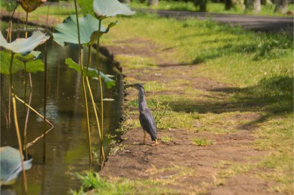 striated heron by pond in botanic garden of mauritus