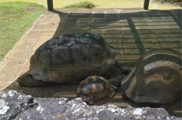 Giant tortoises in Pamplemousses botanical garden