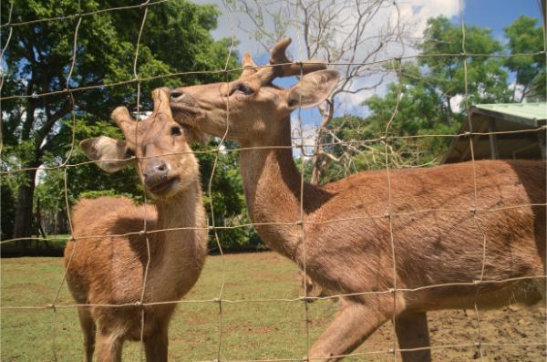 deer in botanical garden in Pamplemousses, mauritius