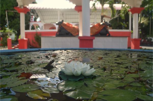 lotus pond and cow statues in famous hindu temple in triolet, mauritius