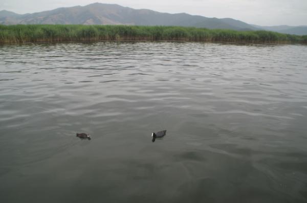 Eurasian coots pair in prespa lake, greece