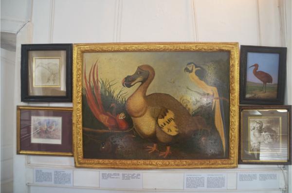 painting of dodo in the national history museum of mauritius in mahebourg