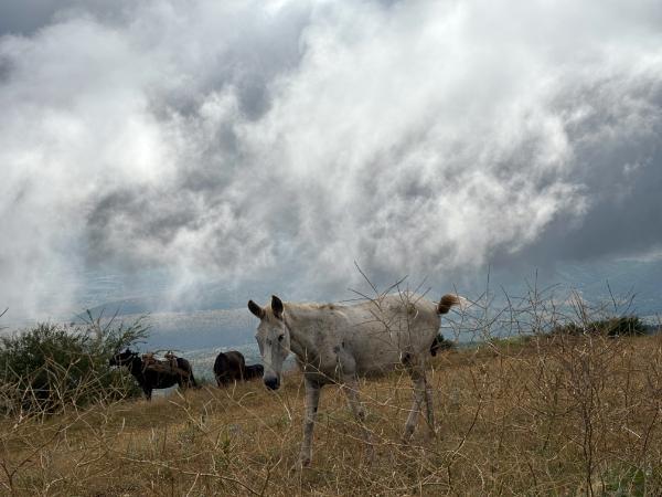 white horse on mount askio in western macedonia region of greece