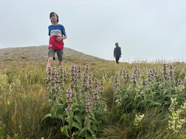 boy hiking through the fog and past stachys byzantina plants in northern greece