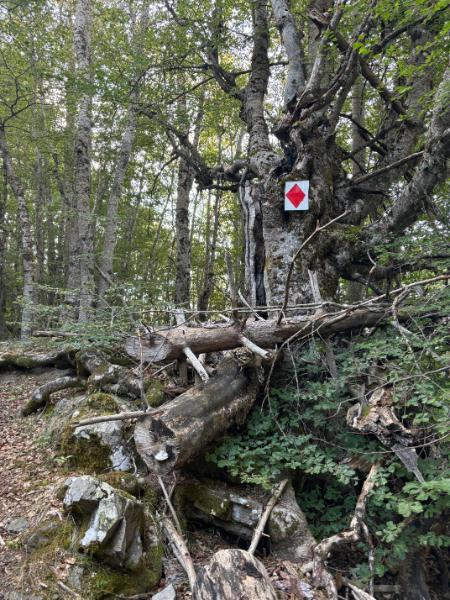 Hiking through the beech forest on mount grammos